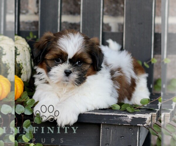 Medium Photo #4 Shih Tzu Puppy For Sale in GORDONVILLE, PA, USA