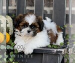 Mavis - Female Shih Tzu Puppy for Sale - Photo #4