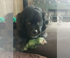 Colonial Cocker Spaniel-Shih Tzu Mix Dogs for adoption in Salt Lake City, UT, USA