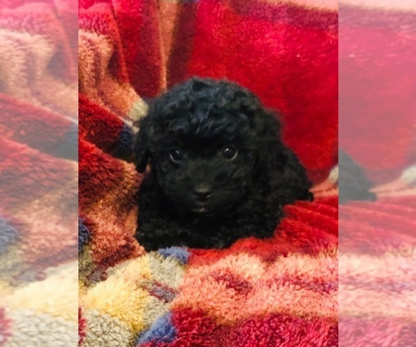 Medium Photo #29 Cockapoo Puppy For Sale in BOGART, GA, USA