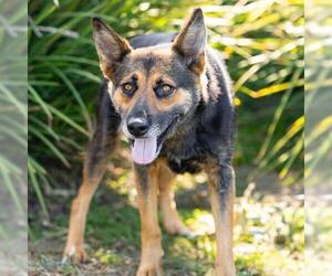 German Shepherd Dog Dogs for adoption in Camarillo, CA, USA