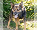 LOUISE - Female German Shepherd Dog Dog for Adoption - Small photo