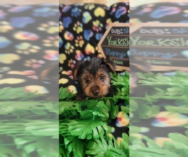 Medium Photo #8 Yorkshire Terrier Puppy For Sale in AKRON, OH, USA