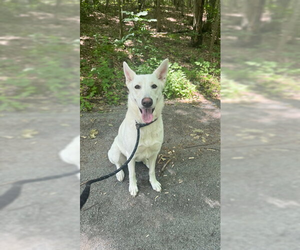 Medium Photo #6 Mutt Puppy For Sale in Jefferson, NJ, USA