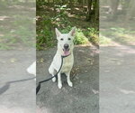 Small #5 Mutt