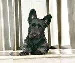 Small Skye Terrier