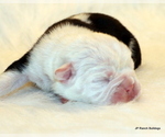 Small Photo #6 English Bulldog Puppy For Sale in WINNSBORO, TX, USA
