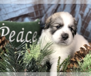 Great Pyrenees Puppy for sale in DEERFIELD, OH, USA