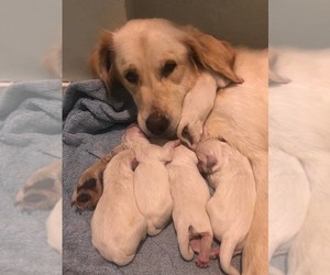 Mother of the English Cream Golden Retriever puppies born on 10/11/2022