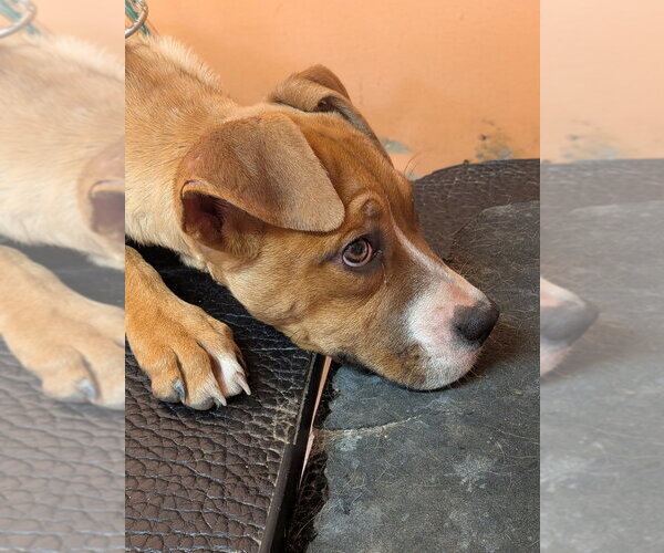 Medium Photo #3 Boxer Puppy For Sale in garner, NC, USA