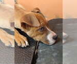 Small #2 Boxer