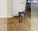 Small #11 Mutt