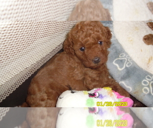 Poodle (Miniature) Puppy for sale in DULUTH, GA, USA