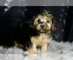 Small #4 YorkiePoo