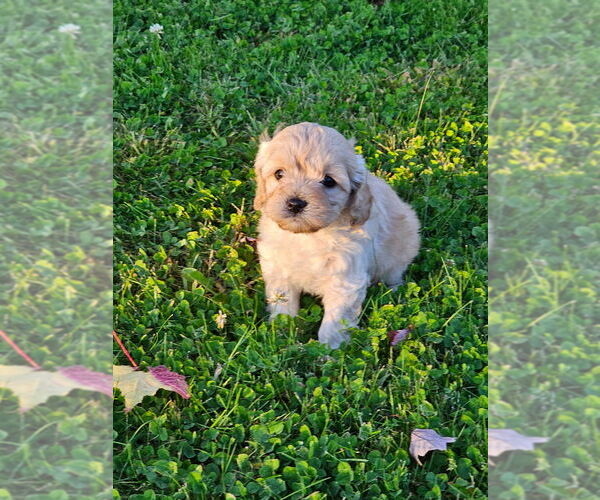 Medium Photo #5 Cavapoo (Miniature) Puppy For Sale in MEDFORD, OR, USA