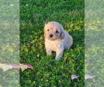 Litter of 5 - Male Cavapoo (Miniature)Litter of Puppies for Sale - Photo #5