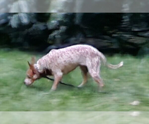 Medium Photo #2 - Mix Puppy For Sale in Olalla, WA, USA