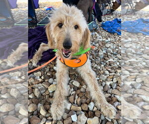 Goldendoodle Dogs for adoption in LAKE ST LOUIS, MO, USA