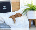 Small Photo #11 Goldendoodle (Miniature) Puppy For Sale in FARR WEST, UT, USA