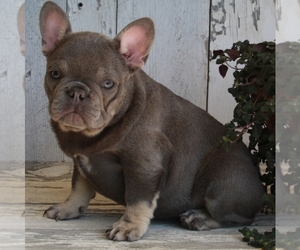 French Bulldog Puppy for sale in FREDERICKSBURG, OH, USA