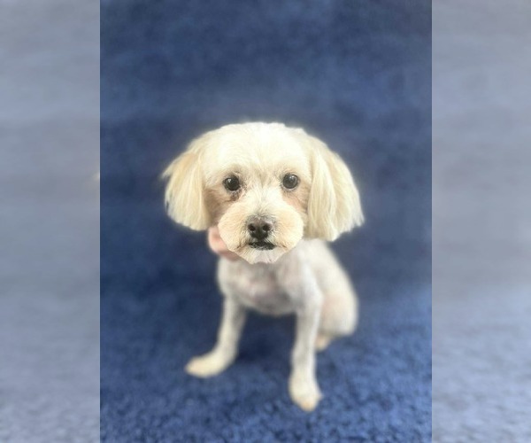 Medium Photo #4 Maltese-Unknown Mix Puppy For Sale in Grafton, WI, USA