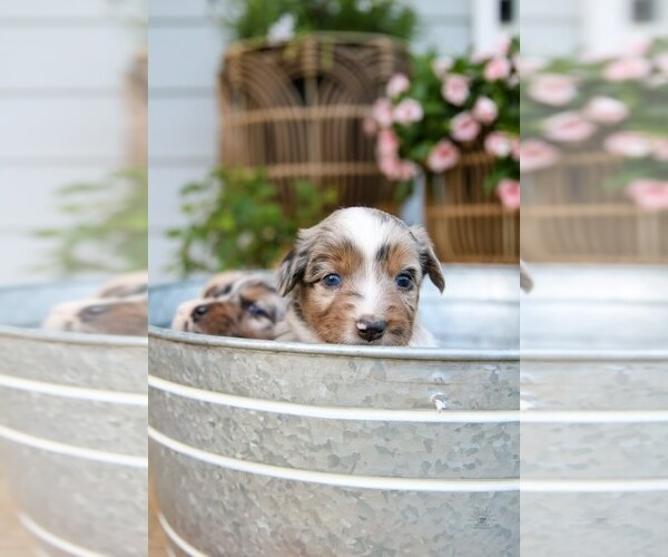 Medium Photo #7 Miniature Australian Shepherd Puppy For Sale in MARYSVILLE, IN, USA