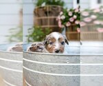 Small Photo #7 Miniature Australian Shepherd Puppy For Sale in MARYSVILLE, IN, USA