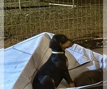 Small #1 Doberman Pinscher