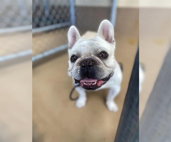 Medium Photo #1 French Bulldog Puppy For Sale in Chula Vista, CA, USA