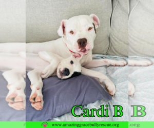 American Pit Bull Terrier-Unknown Mix Dogs for adoption in Pensacola, FL, USA