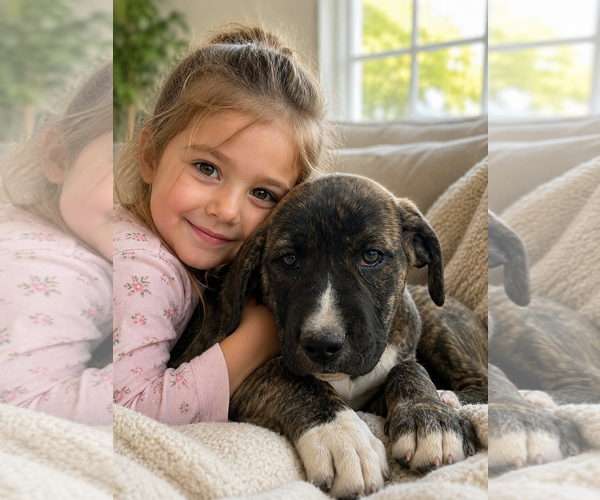 Medium Photo #2 Boxer-Mastiff Mix Puppy For Sale in Chandler, AZ, USA
