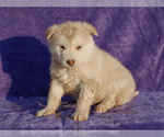 Small #1 Alaskan Malamute