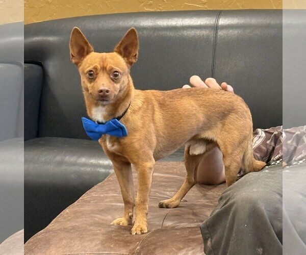 Medium Photo #3 Chipin Puppy For Sale in Phoenix, AZ, USA