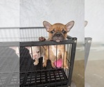 Small #3 French Bulldog