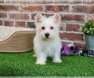 Poodle (Toy)-West Highland White Terrier Mix Puppy for sale in SYRACUSE, IN, USA