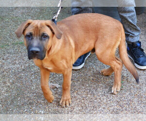 Medium Photo #2 Mastiff-Unknown Mix Puppy For Sale in Enfield, CT, USA