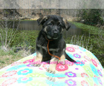 Small Photo #3 German Shepherd Dog Puppy For Sale in PIEDMONT, MO, USA