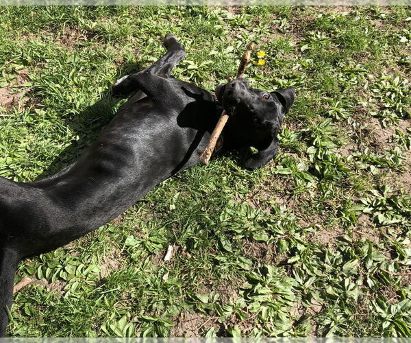 Medium Photo #8 Doberman Pinscher-Great Pyrenees Mix Puppy For Sale in Buffalo, MN, USA