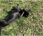Small #7 Doberman Pinscher-Great Pyrenees Mix