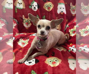 Chihuahua-Unknown Mix Dogs for adoption in Colorado Springs, CO, USA