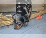 Small Photo #25 Dachshund Puppy For Sale in GREENWOOD, WI, USA