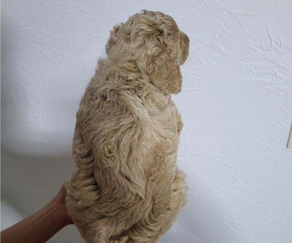 Medium Photo #8 Bordoodle Puppy For Sale in ASHLAND, OH, USA