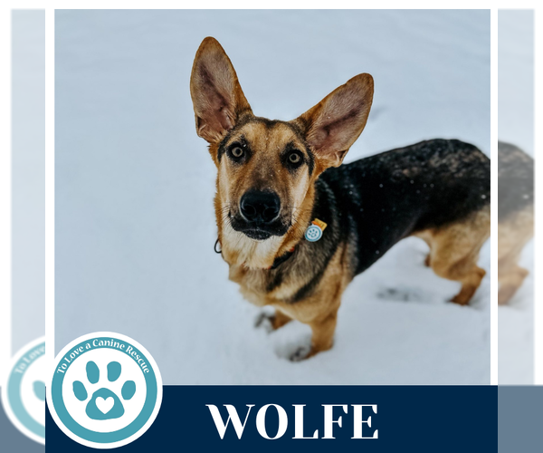 Medium Photo #2 German Shepherd Dog-Unknown Mix Puppy For Sale in Kimberton, PA, USA