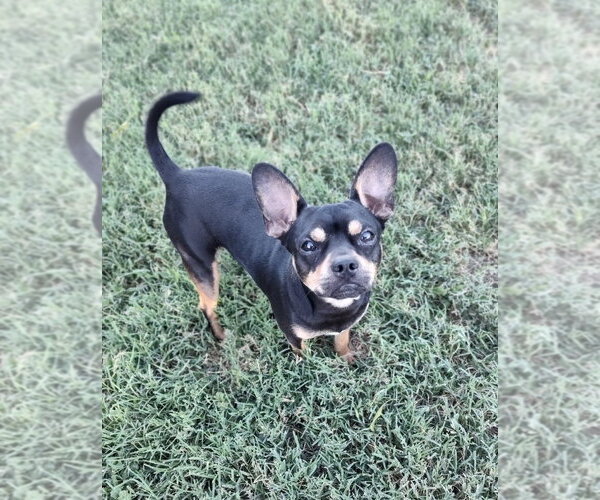 Medium Photo #4 Chihuahua-Unknown Mix Puppy For Sale in New York, NY, USA