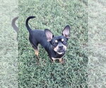 Small #3 Chihuahua Mix