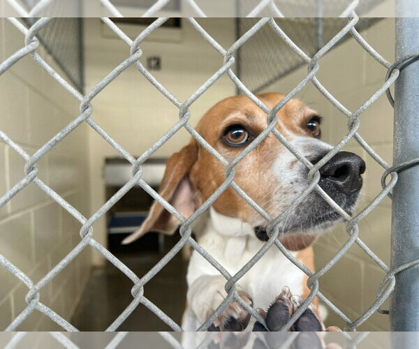 Medium Photo #7 Beagle Puppy For Sale in Tampa, FL, USA