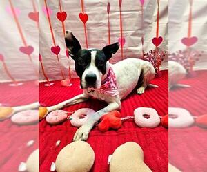 ROSELLA - Female Bull Terrier-Unknown Mix Dog for Adoption - Photo #3