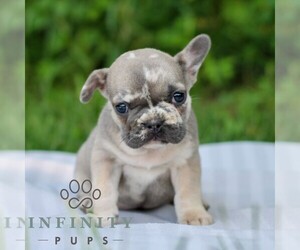 French Bulldog Puppy for sale in EAST EARL, PA, USA