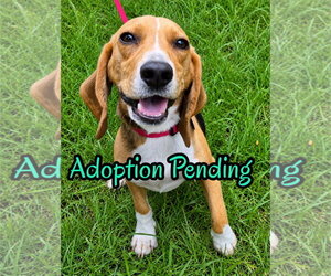 Beagle Dogs for adoption in Dunnellon, FL, USA