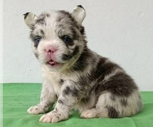 French Bulldog Puppy for sale in TERRACE PARK, OH, USA